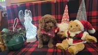 Kris kringle mini, a male Miniature Goldendoodle for sale in Rockford, IL – Photo 4 of 7