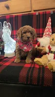Kris kringle mini, a male Miniature Goldendoodle for sale in Rockford, IL – Photo 1 of 7