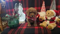 Kris kringle mini, a male Miniature Goldendoodle for sale in Rockford, IL – Photo 5 of 7