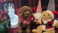 Kris kringle mini, a male Miniature Goldendoodle for sale in Rockford, IL – Photo 6 of 7