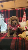 Kris kringle mini, a male Miniature Goldendoodle for sale in Rockford, IL – Photo 2 of 7