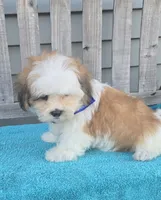 Franklin, a male Mal Shi for sale in Rockford, IL – 7 of 9