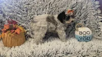 Molly, a female Poodle - Toy  for sale in Rockford, IL – 4 of 9