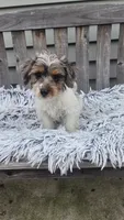Max, a male Yorkipoo for sale in Rockford, IL – 3 of 9