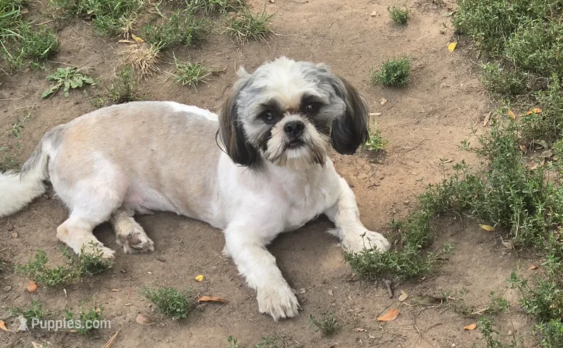 Bandit (Akc) – Shih Tzu puppy for sale in Rockford, IL