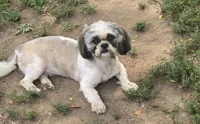 Bandit (Akc), a  Shih Tzu for sale in Rockford, IL – 1 of 2