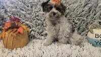 Molly, a female Poodle - Toy  for sale in Rockford, IL – 7 of 9