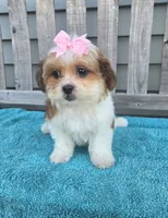 Lily, a female Mal Shi for sale in Rockford, IL – 4 of 8