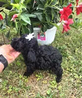 Sidney  Akc , a female Poodle - Toy  for sale in Rockford, IL – 7 of 10