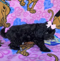 Petunia , a female Shihpoo for sale in Rockford, IL – 9 of 10