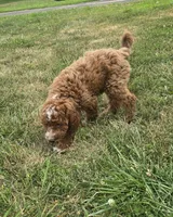 Starbucks f1b, a male Miniature Goldendoodle for sale in Rockford, IL – 6 of 10