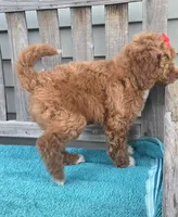 Petunia f1b mini, a female Miniature Goldendoodle for sale in Rockford, IL – 4 of 7