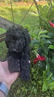 Sidney  Akc , a male Poodle - Toy  for sale in Rockford, IL – 6 of 7
