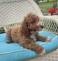 Starbucks f1b, a male Miniature Goldendoodle for sale in Rockford, IL – 9 of 10
