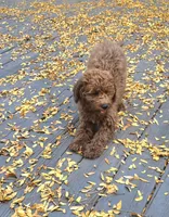 Autumn mini f1b, a female Miniature Goldendoodle for sale in Rockford, IL – 6 of 8