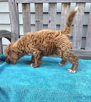 Sunny f1b mini, a male Miniature Goldendoodle for sale in Rockford, IL – 2 of 7