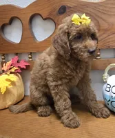 Autumn f1b mini, a female Miniature Goldendoodle for sale in Rockford, IL – 8 of 10