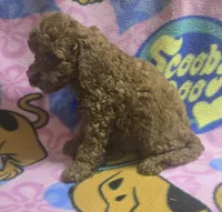 Wrigley micro mini , a male Miniature Goldendoodle for sale in Rockford, IL – 7 of 9