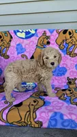 Tanner  mini , a male Miniature Goldendoodle for sale in Rockford, IL – 7 of 7