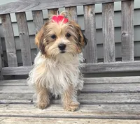 Faith , a female Shorkie for sale in Rockford, IL – Photo 2 of 8