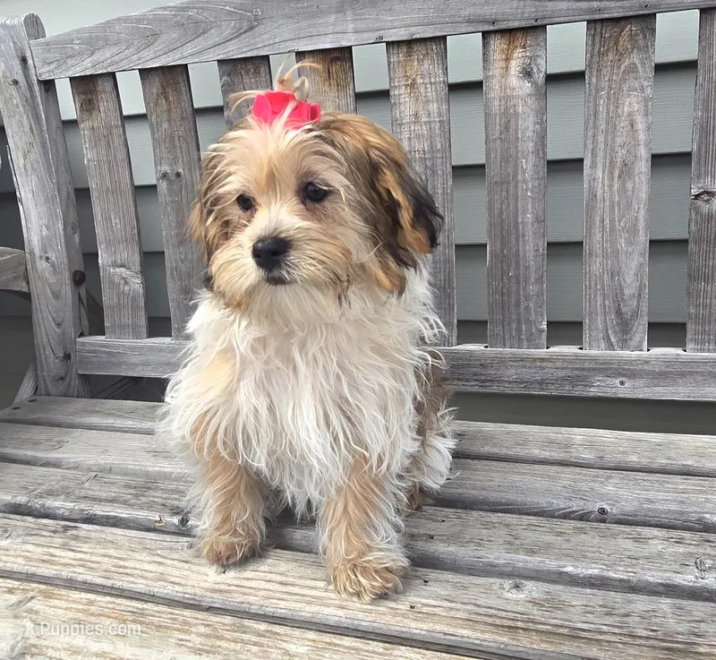 Faith  – Shorkie puppy for sale in Rockford, IL