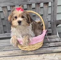 Faith , a female Shorkie for sale in Rockford, IL – Photo 3 of 8