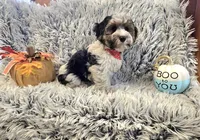 Milo , a male Poodle - Toy  for sale in Rockford, IL – 4 of 9