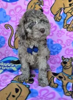 Tiger Mini, a male Miniature Goldendoodle for sale in Rockford, IL – 3 of 9