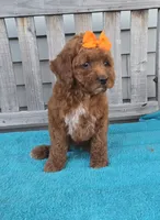 Autumn f1b mini, a female Miniature Goldendoodle for sale in Rockford, IL – 7 of 9