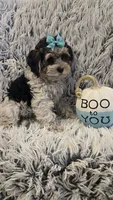 Poppy, a female Poodle - Toy  for sale in Rockford, IL – 2 of 8