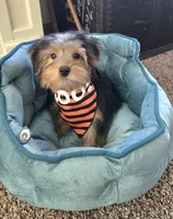 Parker, a male Yorkshire Terrier for sale in Rockford, IL – 6 of 10