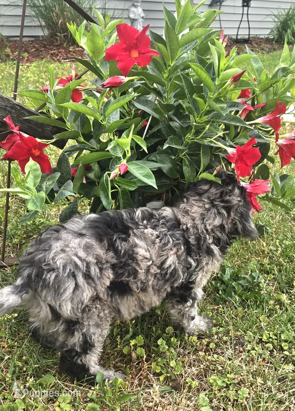 Marley Akc blue merle  – Poodle - Miniature  puppy for sale in Rockford, IL