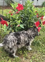 Marley Akc blue merle , a male Poodle - Miniature  for sale in Rockford, IL – 5 of 10