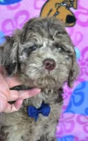 Tiger Mini, a male Miniature Goldendoodle for sale in Rockford, IL – 7 of 9