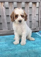 Rocky mini f1b, a male Miniature Goldendoodle for sale in Rockford, IL – 4 of 9