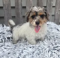 Max, a male Yorkipoo for sale in Rockford, IL – 7 of 9