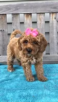 Rosie f1b mini, a female Miniature Goldendoodle for sale in Rockford, IL – 1 of 8