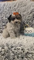 Molly, a female Poodle - Toy  for sale in Rockford, IL – 9 of 9