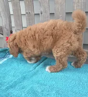 Petunia f1b mini, a female Miniature Goldendoodle for sale in Rockford, IL – 7 of 7