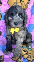 Rocky, a male Miniature Goldendoodle for sale in Rockford, IL – 9 of 10