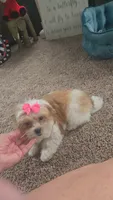 Tinker bell , a female Mal Shi for sale in Rockford, IL – 7 of 8