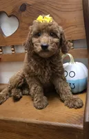 Autumn f1b mini, a female Miniature Goldendoodle for sale in Rockford, IL – 9 of 10