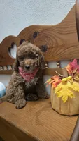 Christian f1b mini, a male Miniature Goldendoodle for sale in Rockford, IL – 3 of 10