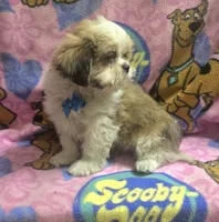 Gizmo , a male Shih Tzu for sale in Rockford, IL – 5 of 8