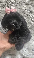 Molly f1b, a female Cavapom for sale in Rockford, IL – 7 of 10