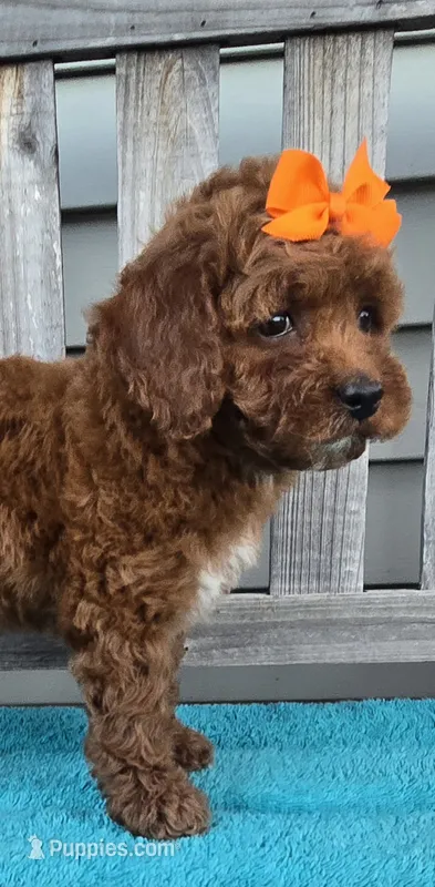 Autumn f1b mini – Miniature Goldendoodle puppy for sale in Rockford, IL