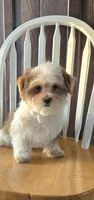Christian, a male Shorkie for sale in Rockford, IL – Photo 4 of 10