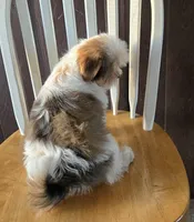 Christian, a male Shorkie for sale in Rockford, IL – Photo 6 of 10