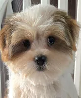 Christian, a male Shorkie for sale in Rockford, IL – Photo 1 of 10