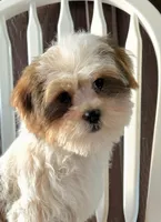 Christian, a male Shorkie for sale in Rockford, IL – Photo 3 of 10